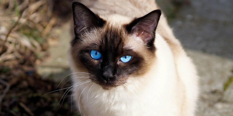 Discover the Joy of Quiet Medium Sized Cat Breeds: Perfect Companions