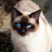 Discover the Joy of Quiet Medium Sized Cat Breeds: Perfect Companions