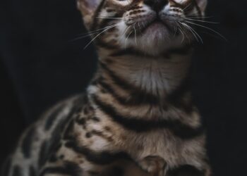 Unlocking the Charm of Medium-Sized Domestic Cat Breeds: Find Your Perfect Match
