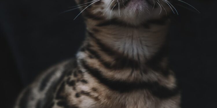 Unlocking the Charm of Medium-Sized Domestic Cat Breeds: Find Your Perfect Match