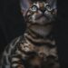 Unlocking the Charm of Medium-Sized Domestic Cat Breeds: Find Your Perfect Match