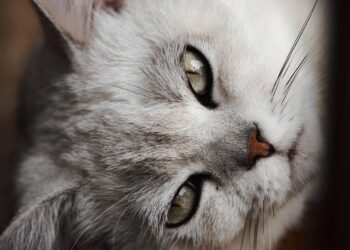 Essential First Time Cat Owner Tips to Keep Your Feline Happy