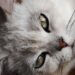 Essential First Time Cat Owner Tips to Keep Your Feline Happy