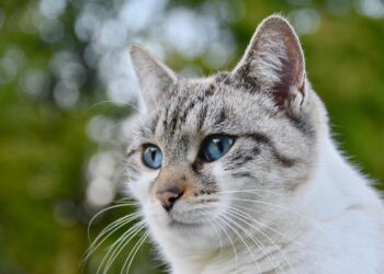 Low-Maintenance Love: Choosing the Best Cats for Busy Apartment Owners