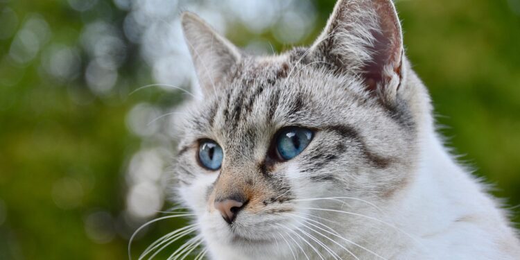Low-Maintenance Love: Choosing the Best Cats for Busy Apartment Owners