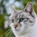 Low-Maintenance Love: Choosing the Best Cats for Busy Apartment Owners