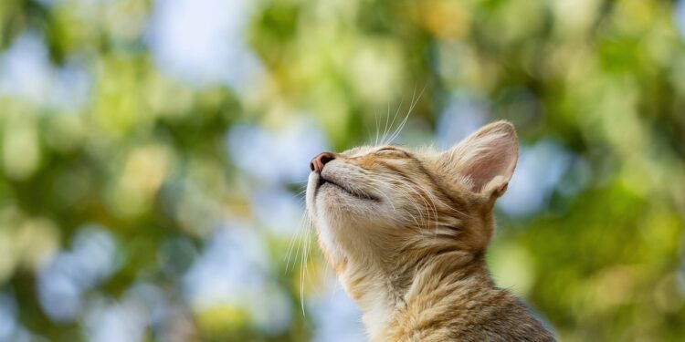 Top Breeds of Easy Care Apartment Cats You Should Consider Adopting