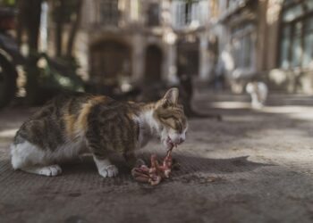 Discover the Best Cat Food for Allergies: Tailored Nutrition for Sensitive Pets