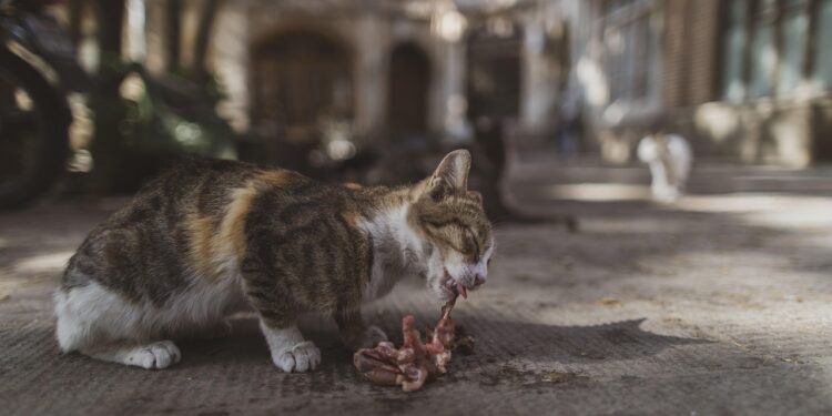 Discover the Best Cat Food for Allergies: Tailored Nutrition for Sensitive Pets