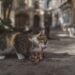 Discover the Best Cat Food for Allergies: Tailored Nutrition for Sensitive Pets
