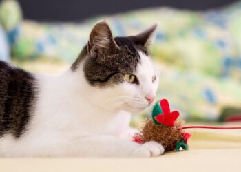 Discover the Best Solo Play Cat Toys to Keep Your Feline Friends Entertained