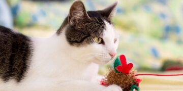 Discover the Best Solo Play Cat Toys to Keep Your Feline Friends Entertained