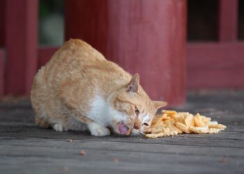 The Best Low Calorie Cat Food for Indoor Cats: A 2023 Guide