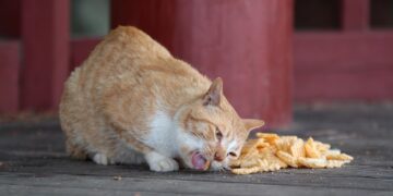The Best Low Calorie Cat Food for Indoor Cats: A 2023 Guide