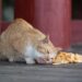 The Best Low Calorie Cat Food for Indoor Cats: A 2023 Guide