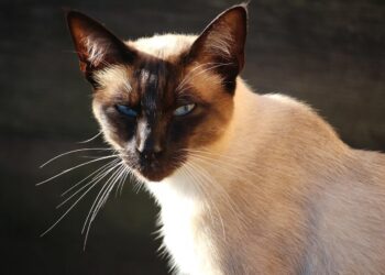 Unleashing the Purr-fect Energy: The Best Active Medium Sized Cat Breeds for Your Home
