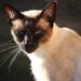 Unleashing the Purr-fect Energy: The Best Active Medium Sized Cat Breeds for Your Home
