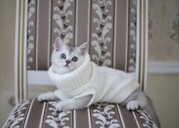 The Ultimate Guide to Soft Clothes for Cats: Comfort Meets Style