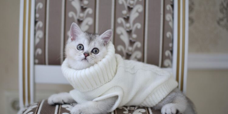 The Ultimate Guide to Soft Clothes for Cats: Comfort Meets Style