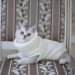 The Ultimate Guide to Soft Clothes for Cats: Comfort Meets Style