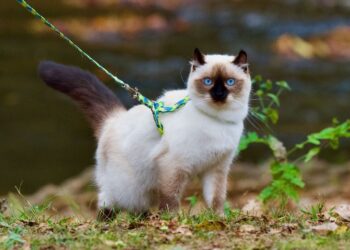 Essential Cat Leash Safety Tips for a Secure Outdoor Adventure