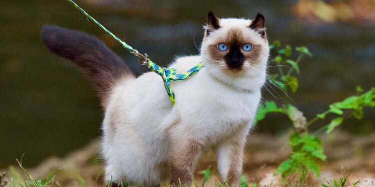 Essential Cat Leash Safety Tips for a Secure Outdoor Adventure