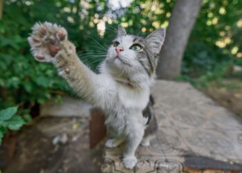 Top Breeds of Hypoallergenic Indoor Small Cats for Urban Homes