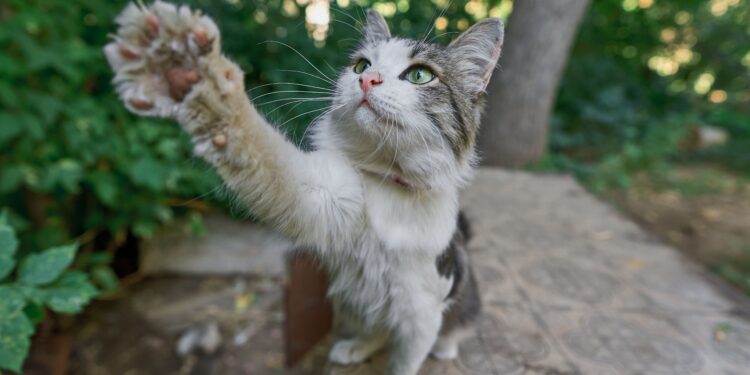 Top Breeds of Hypoallergenic Indoor Small Cats for Urban Homes