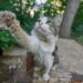 Top Breeds of Hypoallergenic Indoor Small Cats for Urban Homes