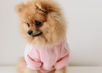 Maximizing Comfort During Cat Recovery: The Benefits of a Recovery Suit for Cats