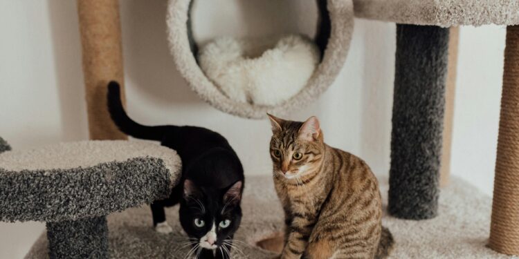 Unlocking Happiness: The Surprising Benefits of Catnip Toys for Your Feline Friend