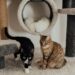 Unlocking Happiness: The Surprising Benefits of Catnip Toys for Your Feline Friend