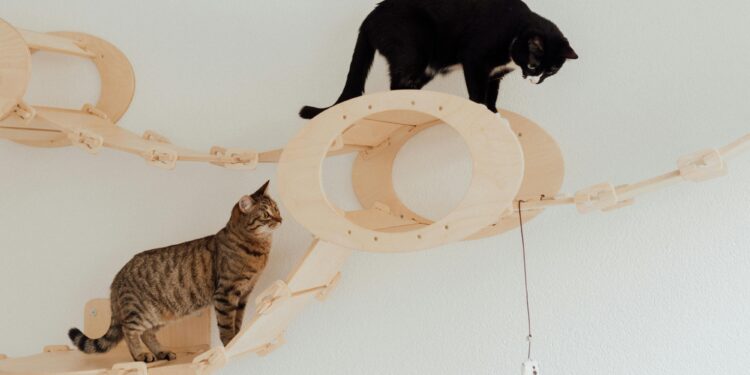 Discover the Best Quiet Cat Toys for Night Play: Perfect for Evening Fun with Your Feline
