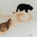 Discover the Best Quiet Cat Toys for Night Play: Perfect for Evening Fun with Your Feline