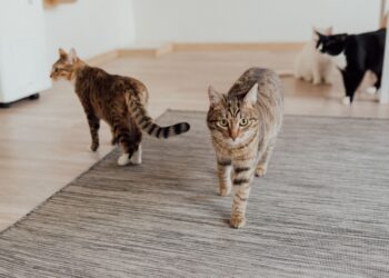 Understanding Your Feline: A Guide to Introducing Cats Behavior Stages