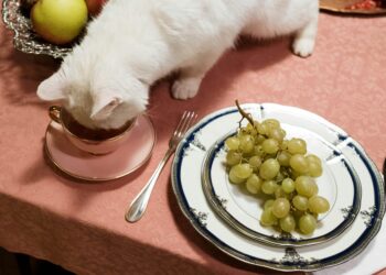 Top Choices for Soft Food for Cats with Dental Issues: What You Need to Know
