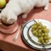 Top Choices for Soft Food for Cats with Dental Issues: What You Need to Know