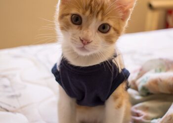 How to Use Cat Clothes for Anxiety Calming: A Guide for Pet Owners