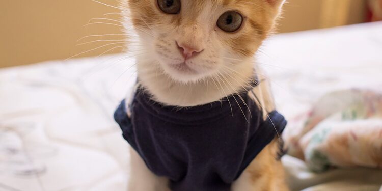 How to Use Cat Clothes for Anxiety Calming: A Guide for Pet Owners