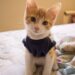 How to Use Cat Clothes for Anxiety Calming: A Guide for Pet Owners