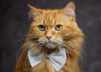 The Ultimate Guide to Post Surgery Clothes for Cats: Comfort Meets Care