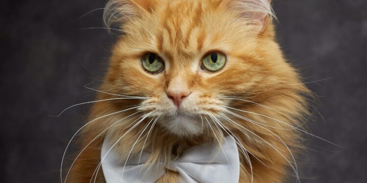 The Ultimate Guide to Post Surgery Clothes for Cats: Comfort Meets Care