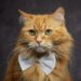 The Ultimate Guide to Post Surgery Clothes for Cats: Comfort Meets Care
