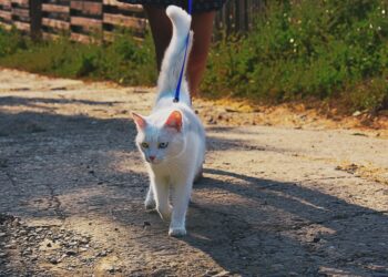 Transform Your Walks: The Ultimate Guide to Cat Leash for Leash-Averse Cats