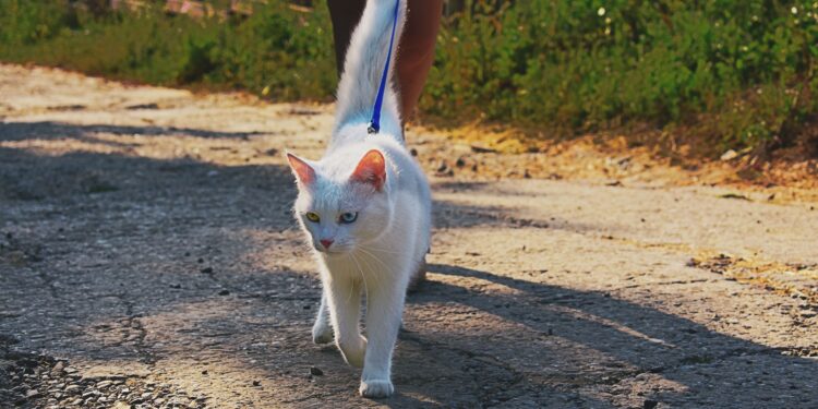 Transform Your Walks: The Ultimate Guide to Cat Leash for Leash-Averse Cats