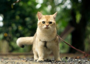 Discover the Best Quiet Hypoallergenic Small Cats for Apartment Living