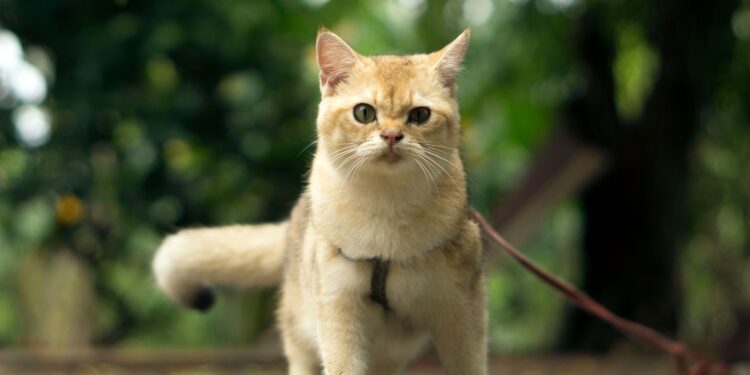 Discover the Best Quiet Hypoallergenic Small Cats for Apartment Living