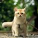 Discover the Best Quiet Hypoallergenic Small Cats for Apartment Living
