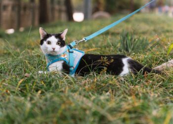 Finding the Perfect Fit: A Cat Leash Harness Sizing Guide