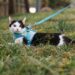 Finding the Perfect Fit: A Cat Leash Harness Sizing Guide